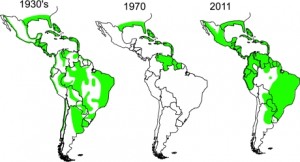 Reinfestation of tropical America by Aedes aegypti.